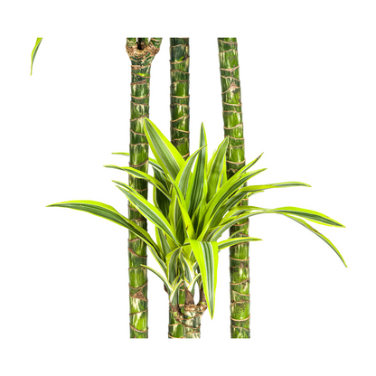 XL kamerplant - Dracaena Deremensis Lemon Lime - Pot Ø 27cm Hoogte ↕ 170-190cm