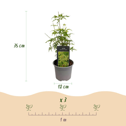Buitenplant - Acer palmatum 'Seiryu' - Pot Ø 12cm Hoogte ↕ 35cm