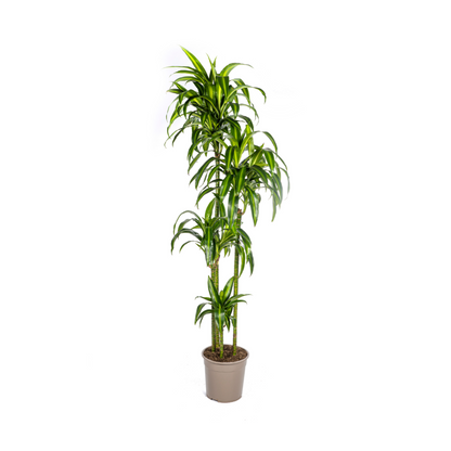 XL kamerplant - Dracaena Deremensis 'Hawaiian Sunshine' - Luchtzuiverend - Pot Ø 27cm Hoogte ↕ 170-190cm