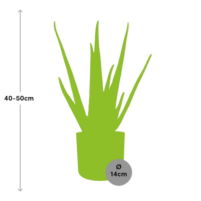 Kamerplant - Aloe Vera - Inclusief sierpot - Pot Ø 12cm