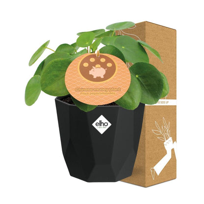 Kamerplant - Pilea Peperomioides - Inclusief sierpot - Pot Ø 12cm