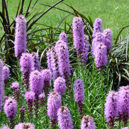 48x Liatris spicata - ↕10-25cm - Ø9cm