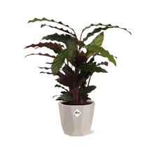 Kamerplant - Calathea Rufibarba 'Tropistar' - Pot Ø 14cm