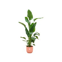 XL Kamerplant - Strelitzia Nicolai - Inclusief Pot Ø 30cm Hoogte ↕ 160cm