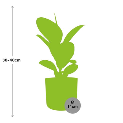 Kamerplant - Ficus Elastica 'Robusta' - Luchtzuiverend - Pot Ø 14cm