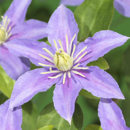 Buitenplant 2x Clematis 'Justa' - Klimplant - Bloeiend - Pot Ø 11cm Hoogte ↕ 40cm