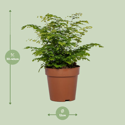 Kamerplant - Adiantum Fritz Luthi - Pot Ø 12cm Hoogte ↕ 35cm