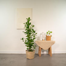 Kamerplant - Ficus microcarpa Moclame - Inclusief mand - Pot Ø 21cm Hoogte ↕ 95cm