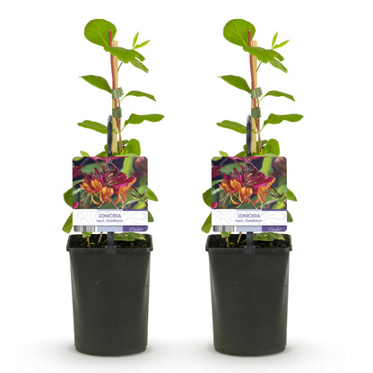 Buitenplant 2x Lonicera heckrottii 'Goldflame' - Kamperfoelie - Bloeiend - Pot Ø 11cm Hoogte ↕ 40cm