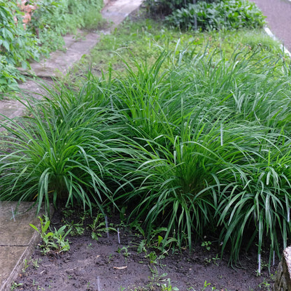 Buitenplant - Carex morrowii 'Irish Green' - Winterhard - Pot Ø 17cm Hoogte ↕ 50cm