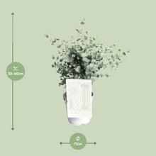 Kamerplant - Eucalyptus - Pot Ø 17cm Hoogte ↕ 45cm
