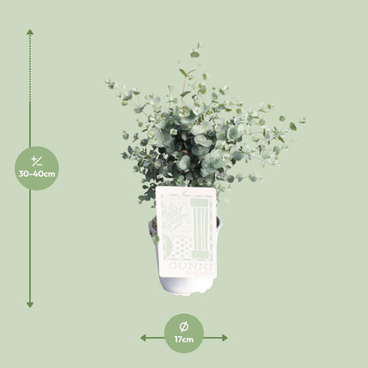 Kamerplant - Eucalyptus - Pot Ø 17cm Hoogte ↕ 45cm