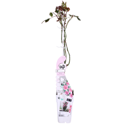 Buitenplant - Rosa Crazy in Love 'Pink' - Roze Roos - Bloeiend - Pot Ø 15cm Hoogte ↕ 65cm