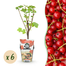Buitenplant 6x Ribes rubrum Jonkheer van Tets - Winterhard - Pot Ø 9cm Hoogte ↕ 25cm