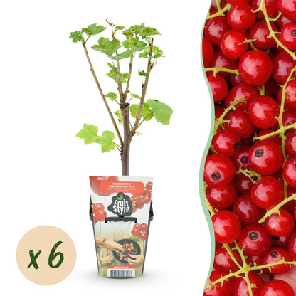 Buitenplant 6x Ribes rubrum Jonkheer van Tets - Winterhard - Pot Ø 9cm Hoogte ↕ 25cm