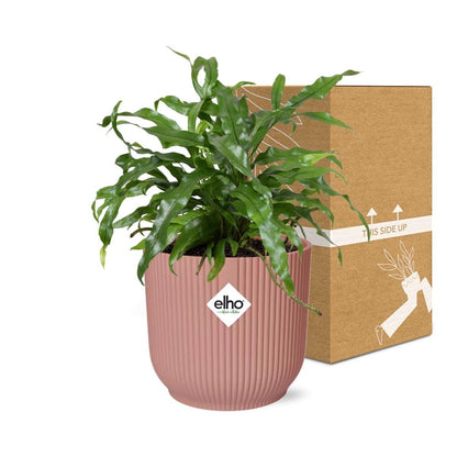 Kamerplant - Microsorum Diversifolium - Pot Ø 14cm