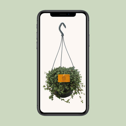 Kamerplant - Pilea Glauca - Hangplant - Pot Ø 15cm Hoogte ↕ 25cm