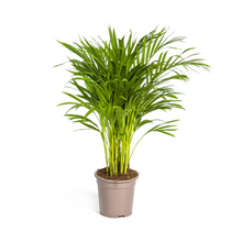 Kamerplant - Dypsis Areca Lutescens - Pot Ø 19cm Hoogte ↕ 80-100cm