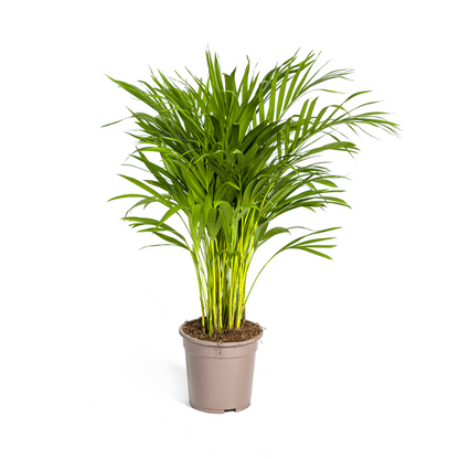 Kamerplant - Dypsis Areca Lutescens - Pot Ø 19cm Hoogte ↕ 80-100cm