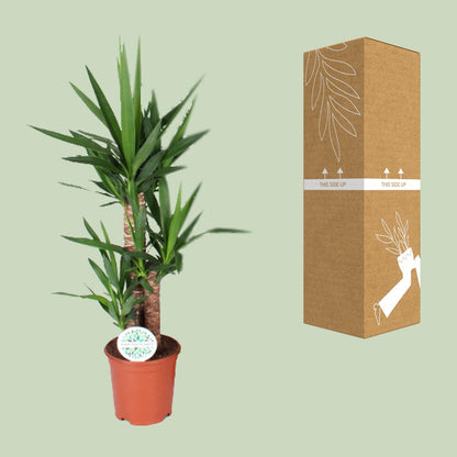 Kamerplant - Yucca - Pot Ø 21cm Hoogte ↕ 90cm