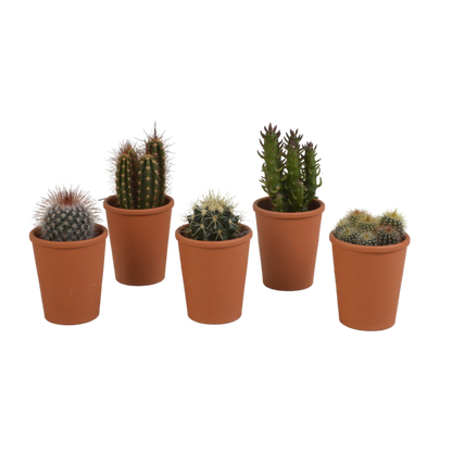 Kamerplant 5x Cactus mix - in terracotta pot - Pot Ø 5.5cm