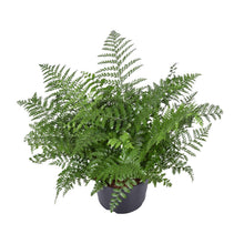 Kamerplant - Asplenium Parvati - Pot Ø 23cm Hoogte ↕ 55cm