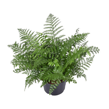 Kamerplant - Asplenium Parvati - Pot Ø 23cm Hoogte ↕ 55cm