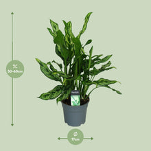 Kamerplant - Aglaonema Maria - Pot Ø 17cm Hoogte ↕ 55cm