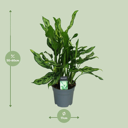 Kamerplant - Aglaonema Maria - Pot Ø 17cm Hoogte ↕ 55cm