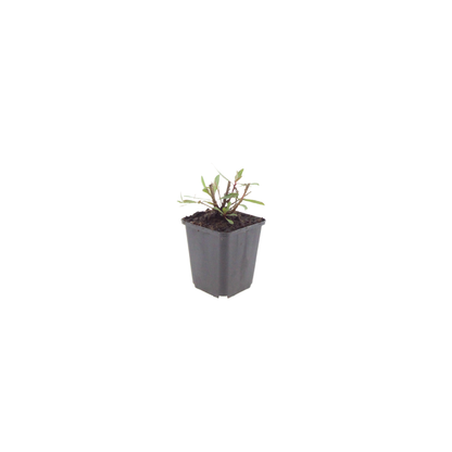 Buitenplant 6x Gaura l. 'Whirling Butterflies' - Bloeiend - Pot Ø 9cm Hoogte ↕ 10-25cm