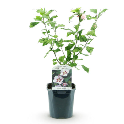 Buitenplant - Hibiscus syriacus 'Hamabo' - Bloeiend - Pot Ø 17cm Hoogte ↕ 45cm