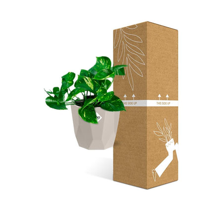 Kamerplant - Epipremnum Pinnatum 'Aureum' - Pot Ø 14cm