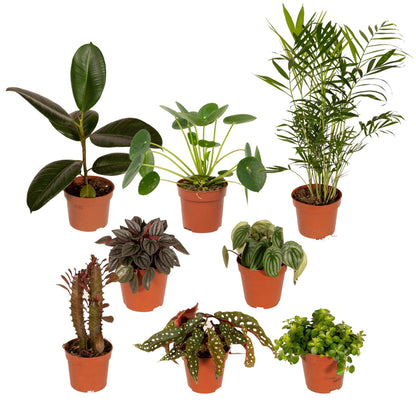 Buitenplant 8x Buitenbeentjesbox - Pot Ø 12cm