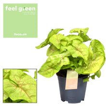 Kamerplant - Syngonium Golden Feel Green - Pot Ø 14cm Hoogte ↕ 30cm