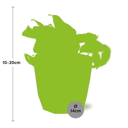 Kamerplant - Epipremnum Pinnatum 'Happy Leaf' - Hangplant - Pot Ø 14cm