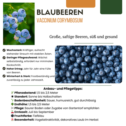 Buitenplant - BIO Fruitplanten mix - Set van 4 soorten