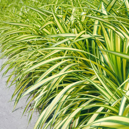 Buitenplant 4x Carex oshimensis Evergold - Bladhoudend - Pot Ø 17cm Hoogte ↕ 50cm