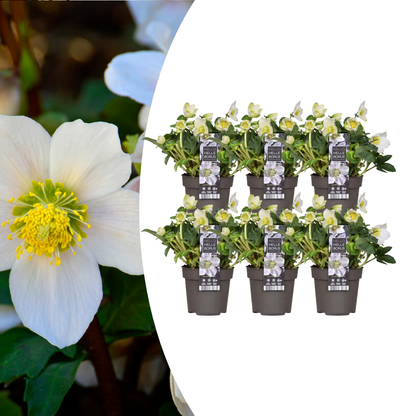Buitenplant 6x Helleborus niger 'Christmas Carol' - Bloeiend - Pot Ø 12cm Hoogte ↕ 20cm