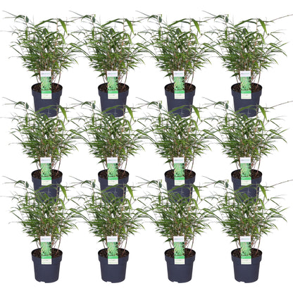 Buitenplant 12x Fargesia rufa - Bamboe - Pot Ø 14cm Hoogte ↕ 40cm