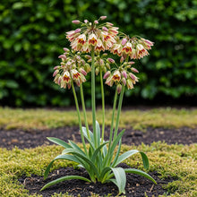 Buitenplant 30x Allium Siculum - Bloeiend - Bolmaat 8/10
