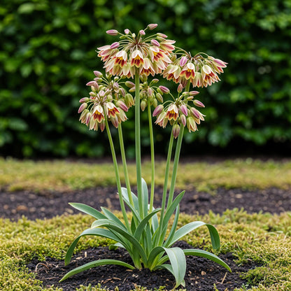 Buitenplant 30x Allium Siculum - Bloeiend - Bolmaat 8/10