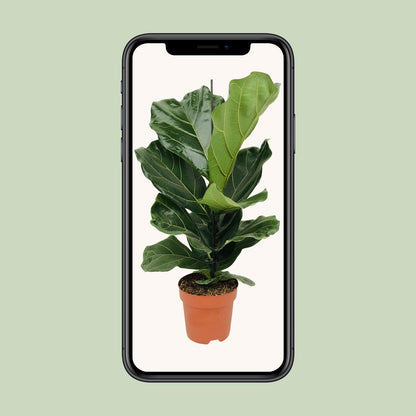 Kamerplant - Ficus Lyrata - Pot Ø 17cm Hoogte ↕ 75cm