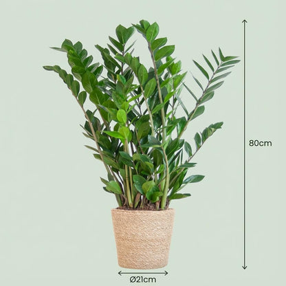 Kamerplant - Zamioculcas Zamiifolia - met zeegras mand naturel - Pot Ø 21cm Hoogte ↕ 80cm