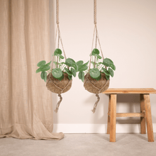 Kamerplant 2x Kokodama Pilea Peperomioides - Pannekoekenplant - Pot Ø 15cm Hoogte ↕ 20cm