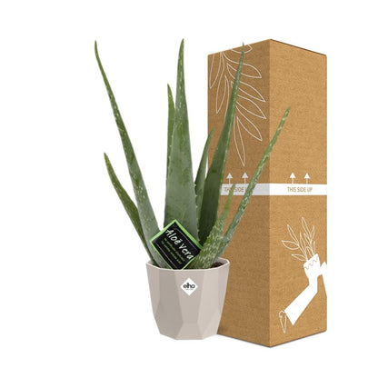 Kamerplant - Aloe Vera - Pot Ø 12cm