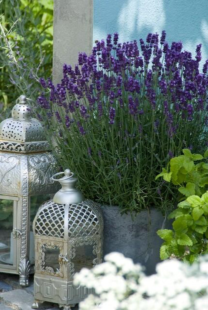 Buitenplant 60x Lavandula 'Hidcote' - Bloeiend - Pot Ø 9cm Hoogte ↕ 10-25cm