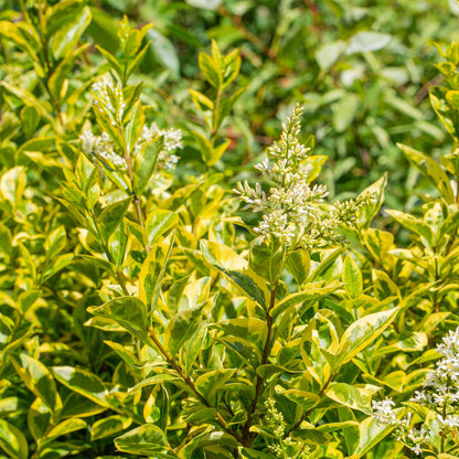 Buitenplant 8x Ligustrum ovalifolium Aureum - Groenblijvend - Pot Ø 9cm Hoogte ↕ 35-40cm