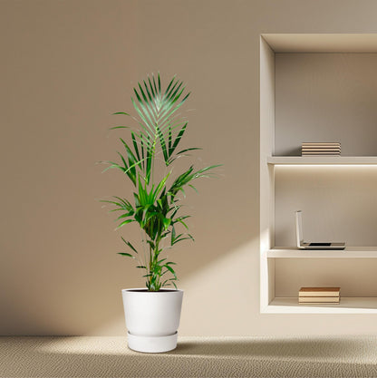 XL kamerplant - Kentia Palm - Pot Ø 21cm Hoogte ↕ 180cm