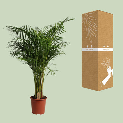XL Kamerplant - Dypsis Lutescens - Luchtzuiverend - Pot Ø 27cm Hoogte ↕ 160cm