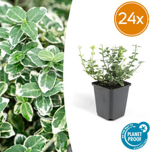 Buitenplant 24x Euonymus fort. 'Emerald Gaiety' - Pot Ø 9cm Hoogte ↕ 10-25cm